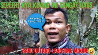 MEMANGGIL KIJANG DI ATAS RANGON TUA GK PAKE LAMA  LANGSUNG TIBA