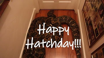 6 Year Old Reticulated Python