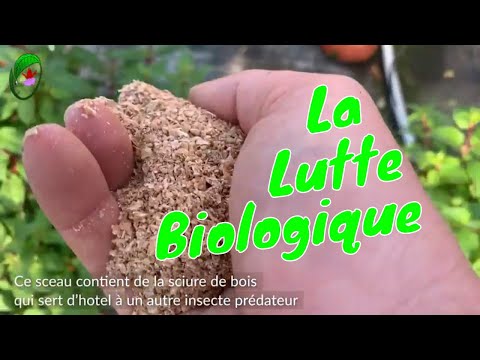 Vidéo: Quels sont les inconvénients de la lutte biologique contre les parasites?