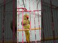 my parrot || Ansari fame