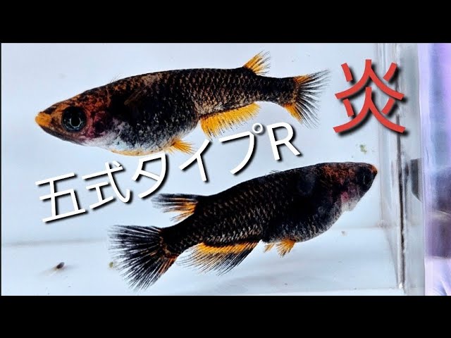 現物販売】五式タイプR（GOD） 1ペア | めだか屋HAKOBUNE