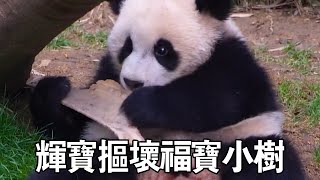 Huibao buckled Fubao's sister's young tree and was severely educated by her mother. This naughty is