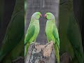 "Two Parrots in Love 🦜❤️ The Sweetest Bird Kiss You'll Ever See! #Shorts"