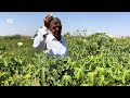 وەرزی پێگەیشتنی بەرهەمی بامییە لە دەشتی شارەزوور