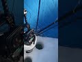 Mille Lacs Tullibee Smash . Ice Fishing Minnesota 2021