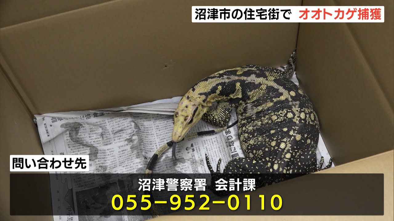 沼津市の住宅街で体長1mのオオトカゲを捕獲 静岡県 Youtube