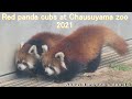 【Red panda レッサーパンダ】Cubs at Chausuyama zoo 2021 About 1 minute video_13