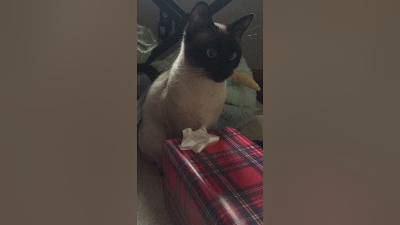 my-kitten-keeps-eating-my-christmas-bows-youtube