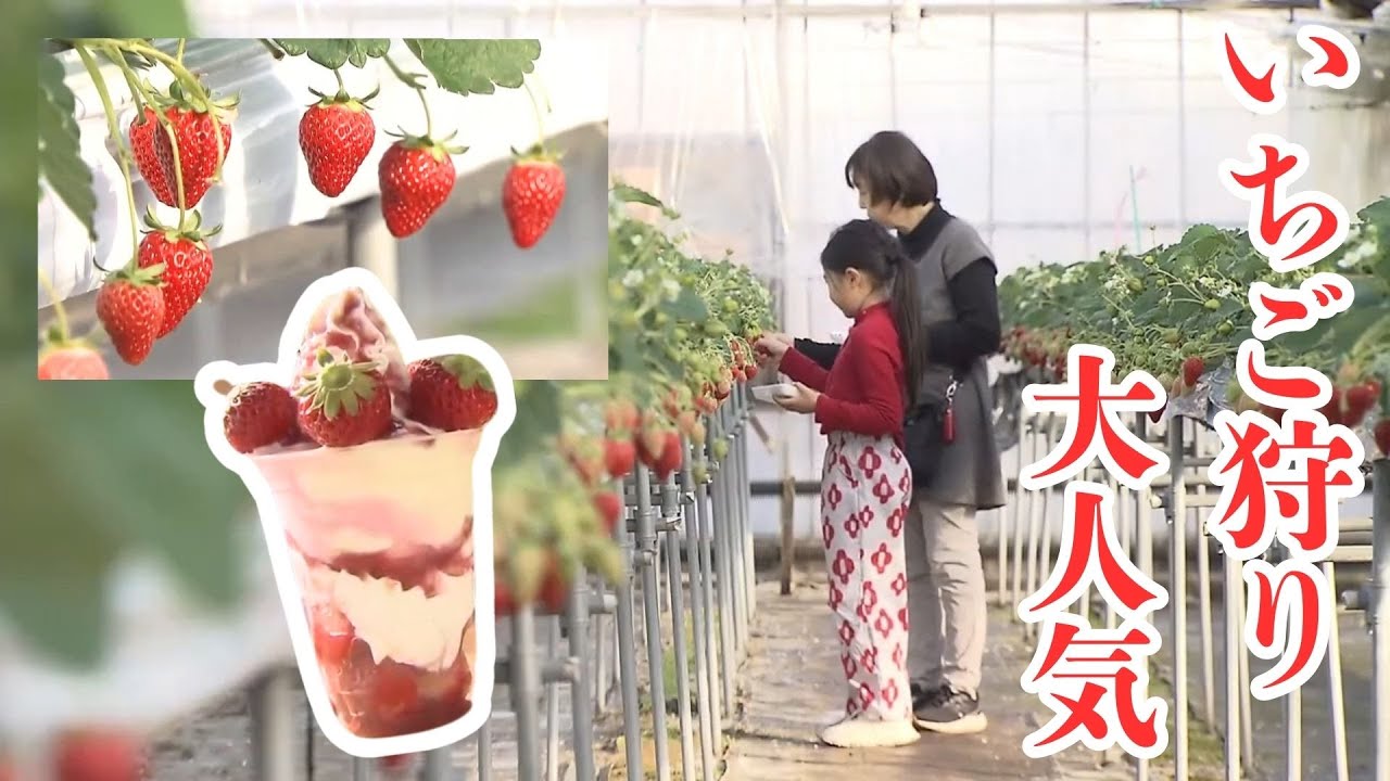 New Year's Strawberry Picking: Bustling with Tourists