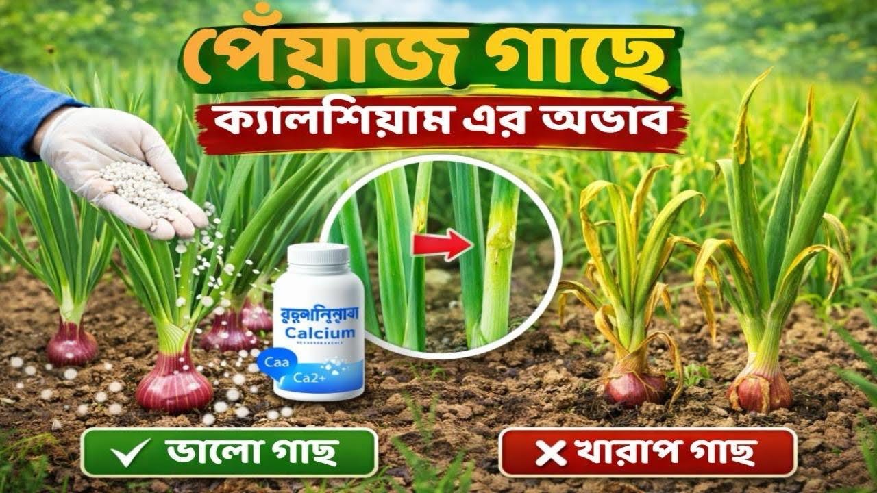 পেঁয়াজে ক্যালশিয়ামের অভাব: কারণ ও প্রতিকার জানুন || #পেঁয়াজ_চাষ #কৃষি_পরামর্শ 