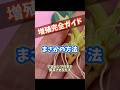 【まさかの方法で増やす!2026年度版】アロカシアの増やし方 #観葉植物 #houseplants