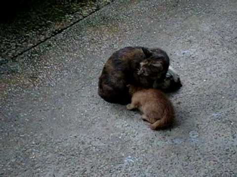 Youtube Of Mother Cat Protecting Her Kittens Youtube Of Mother Cat Protecting Her Kittens