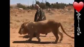 انت الاسد معروف منك يخاف الخوف طجو لايك غوالي