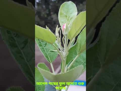 ভিডিও: 