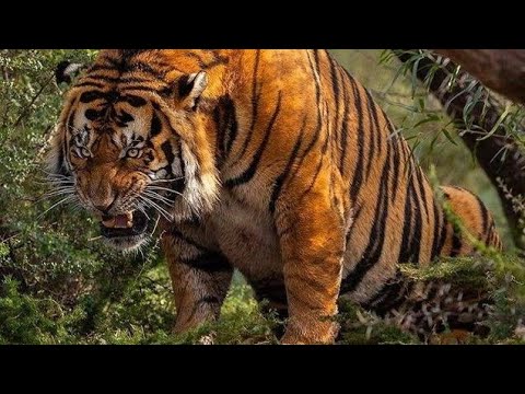 Bengal tiger hunting deer deadly attack wildlife animal
