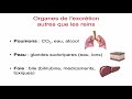 Introduction  la physiologie rnale