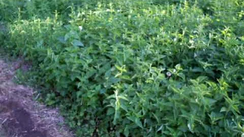 Nancy Today: All Nettles! ASMR