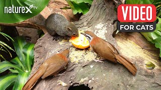 Birds and Squirrel: Feast and Fun Time 🐿️🦜 Bird TV for cats to watch - NO ADS