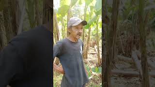 Godhong Gedhang Kluthuk.