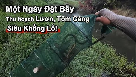 Bẫy Lươn Và Tôm Càng Siêu To – Một Ngày Kết Quả Bội Thu!