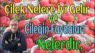 Çilek Nelere İyi Gelir Ve Faydaları Nelerdir