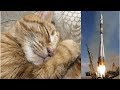 世界初。「ピカチュウ」の宇宙葬が行われる
