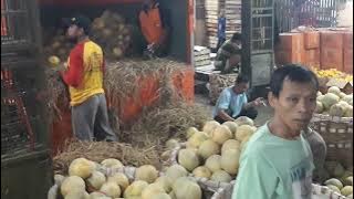 Bongkar Melon Madu Pasar Buah Pemalang