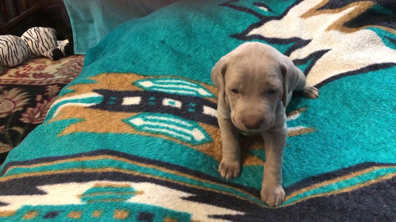 Pixie ‘s blue collar boy YouTube
