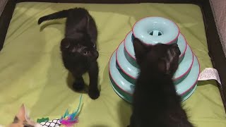 Baby shower held for homeless kittens in Tempe | FOX 10 AZAM
