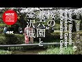 桜の兼六園と金沢城   4K  Cherry Blossoms in Kenrokuen Garden and Kanazawa Castle