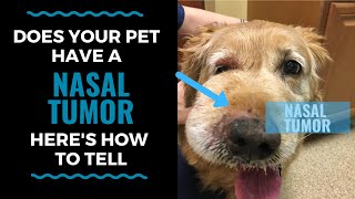 Does Your Pet Have A Nasal Tumor? Here's How to Tell: VLOG 117