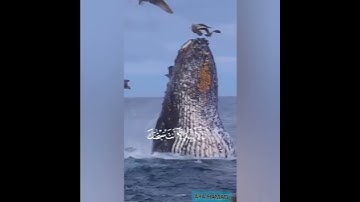 (وَذَا النُّونِ إِذ ذَّهَبَ مُغَاضِبًا ...)سورة الانبياء الاية 87 محمد طه الجنيد