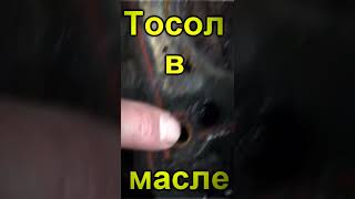 ТОСОЛ В МАСЛЕ