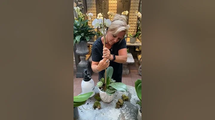 Garden Coach Series: Orchids, Orchids, Orchids wit...