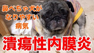 【犬の病気】潰瘍性内膜炎、完治報告。ご心配おかけしました