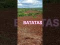 Área sendo preparada para plantio de BATATAS.
