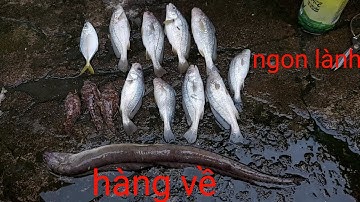 Câu cá biển Vũng Tàu - Hải Đăng Đèn Xanh  #2