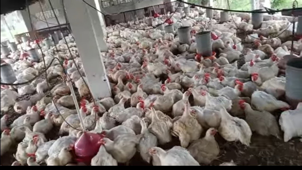 Hoje é dia de vender os frangos 