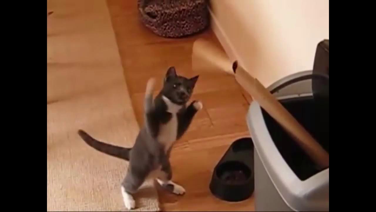 Котик тренируется