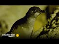 view Two ‘Little Blue’ Penguins Evade a Lurking Predator 🐧 A Tale of Two Penguins | Smithsonian Channel digital asset number 1