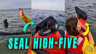 Kayakers Adventure With Friendly Seals including High Five
