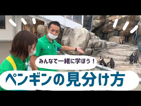 海より深い自由研究 ペンギンの見分け方 Youtube