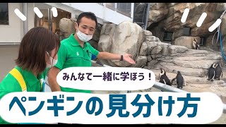 海より深い自由研究 ペンギンの見分け方 Youtube