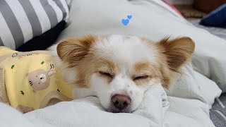 시골 강아지가 되는 꿈(Dream of becoming a countryside dog ​🩵) by 유솔이랑[Yusol] 2,927 views 1 month ago 2 minutes, 48 seconds