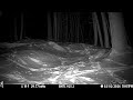 Maine Foxes