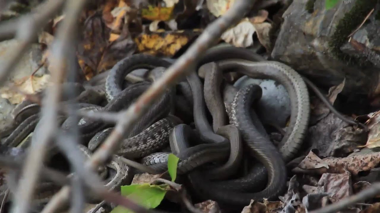 Glacier National Park Terrestrial Gartersnakes YouTube