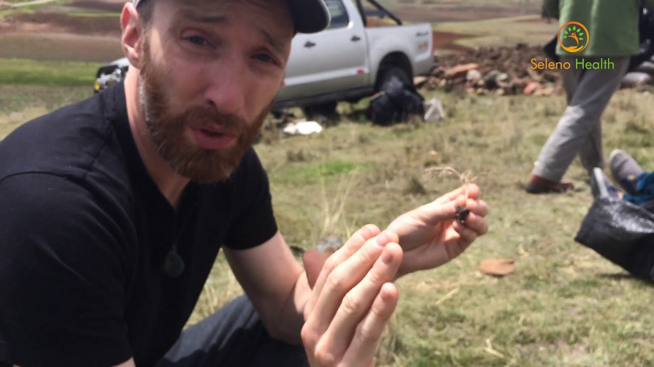 Maca seeding and planting with Seleno Health