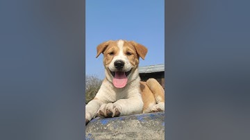 puppies crying sound✓Dog crying sound Effect to stimulate your dog 🐕 Dog lovers
