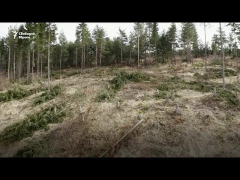 Видео: „Дупка в средата на гората“: намерено е мястото на падането на неизвестен предмет - - Алтернативен изглед