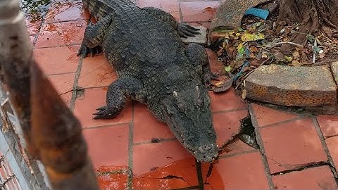 VƯƠNG QUỐC CÁ SẤU_kdl SUỐI TIÊN (P1)